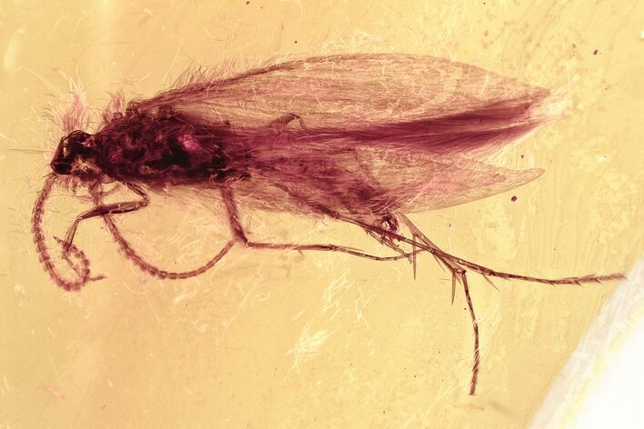 Detailed Fossil Caddisfly (Trichoptera) In Baltic Amber #372600